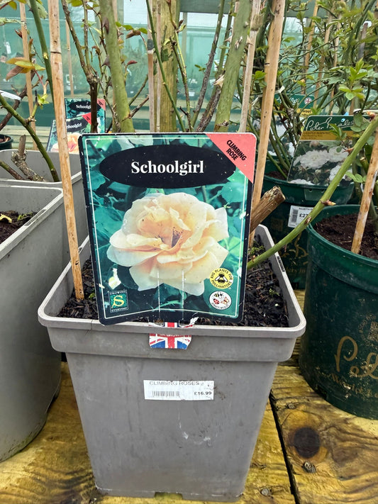 Climbing Rose - Schoolgirl
