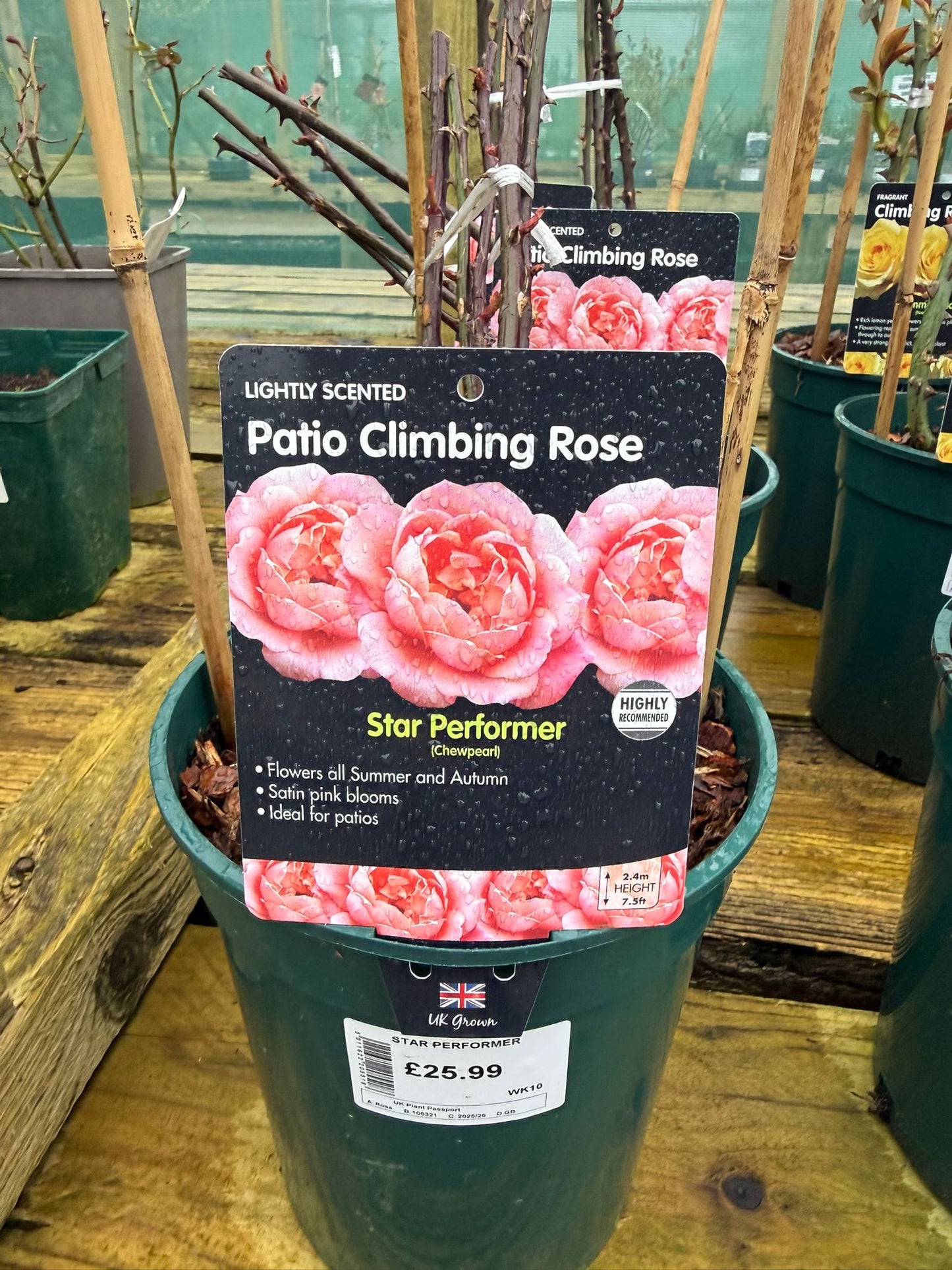 Patio Climbing Rose - Star Performer
