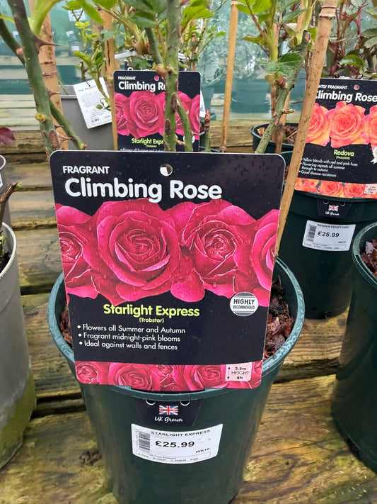 Climbing Rose - Starlight Express
