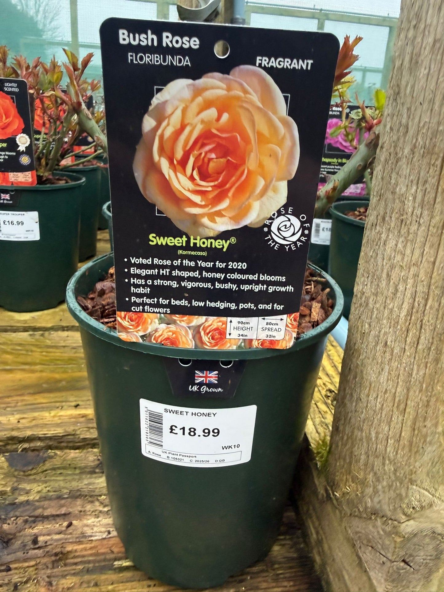 Bush Rose - Sweet Honey