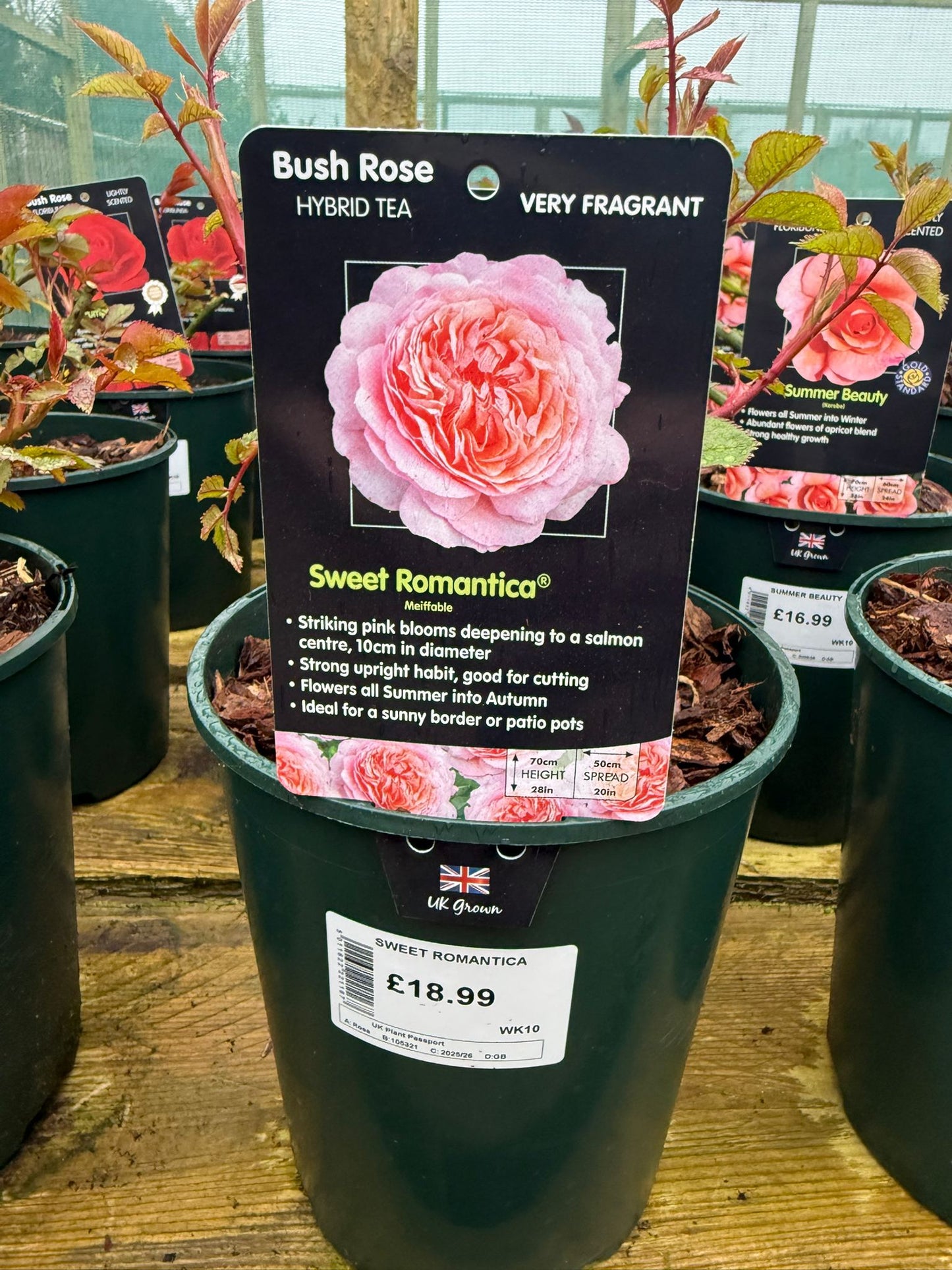 Bush Rose - Sweet Romantica