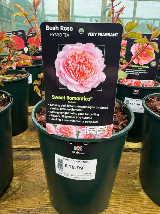 Bush Rose - Sweet Romantica