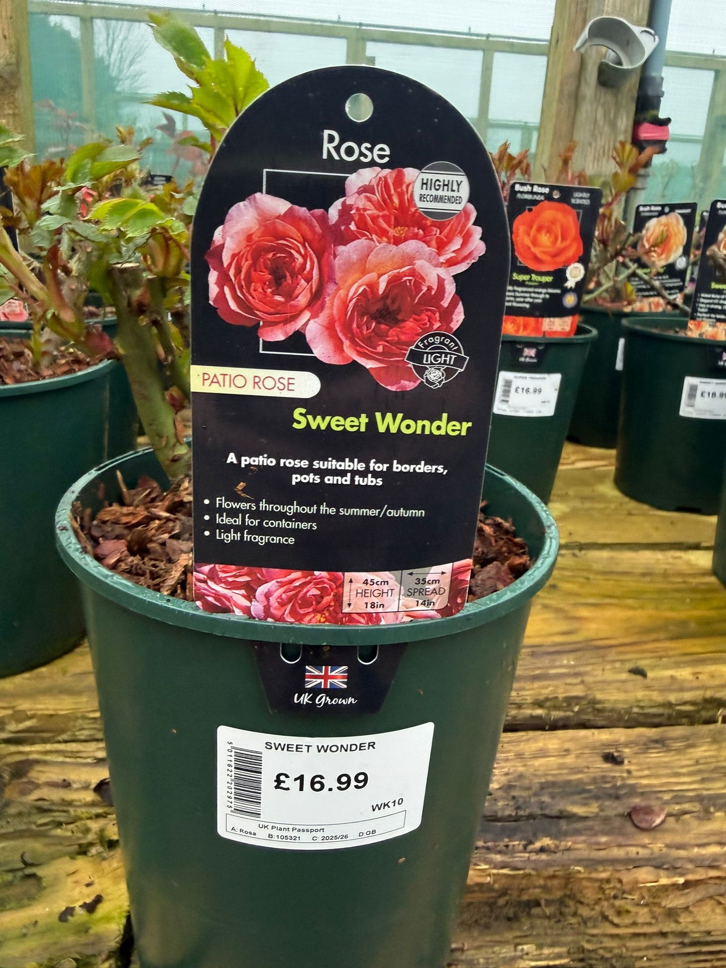 Patio Rose - Sweet Wonder