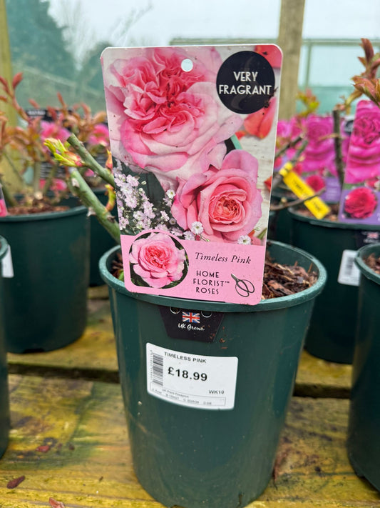 Bush Rose - Timeless Pink