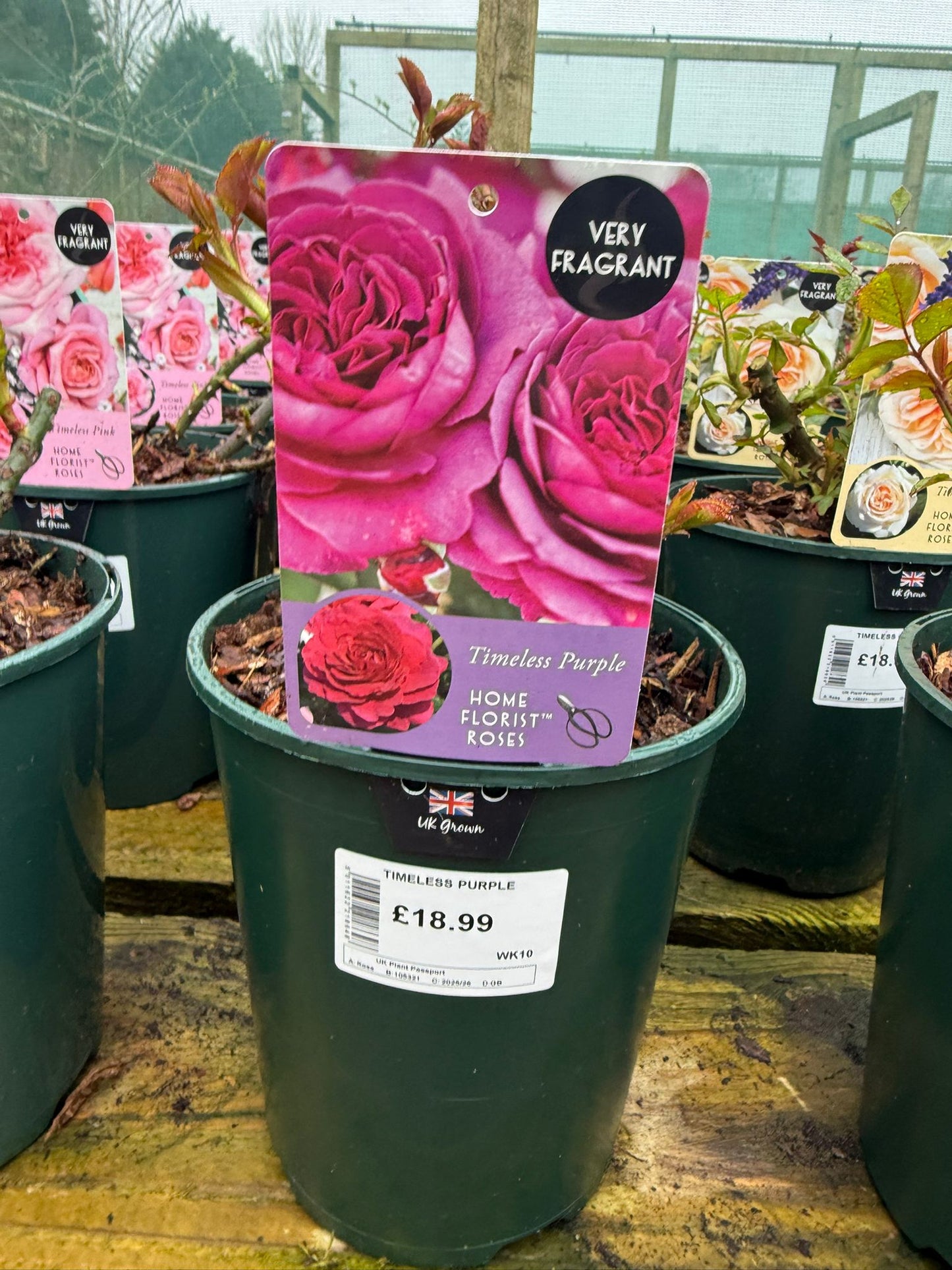 Bush Rose - Timeless Purple