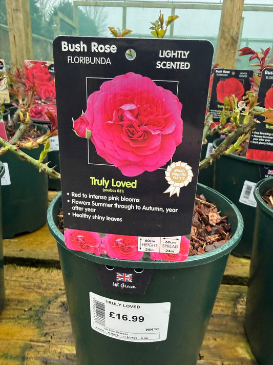 Bush Rose - Truly Loved