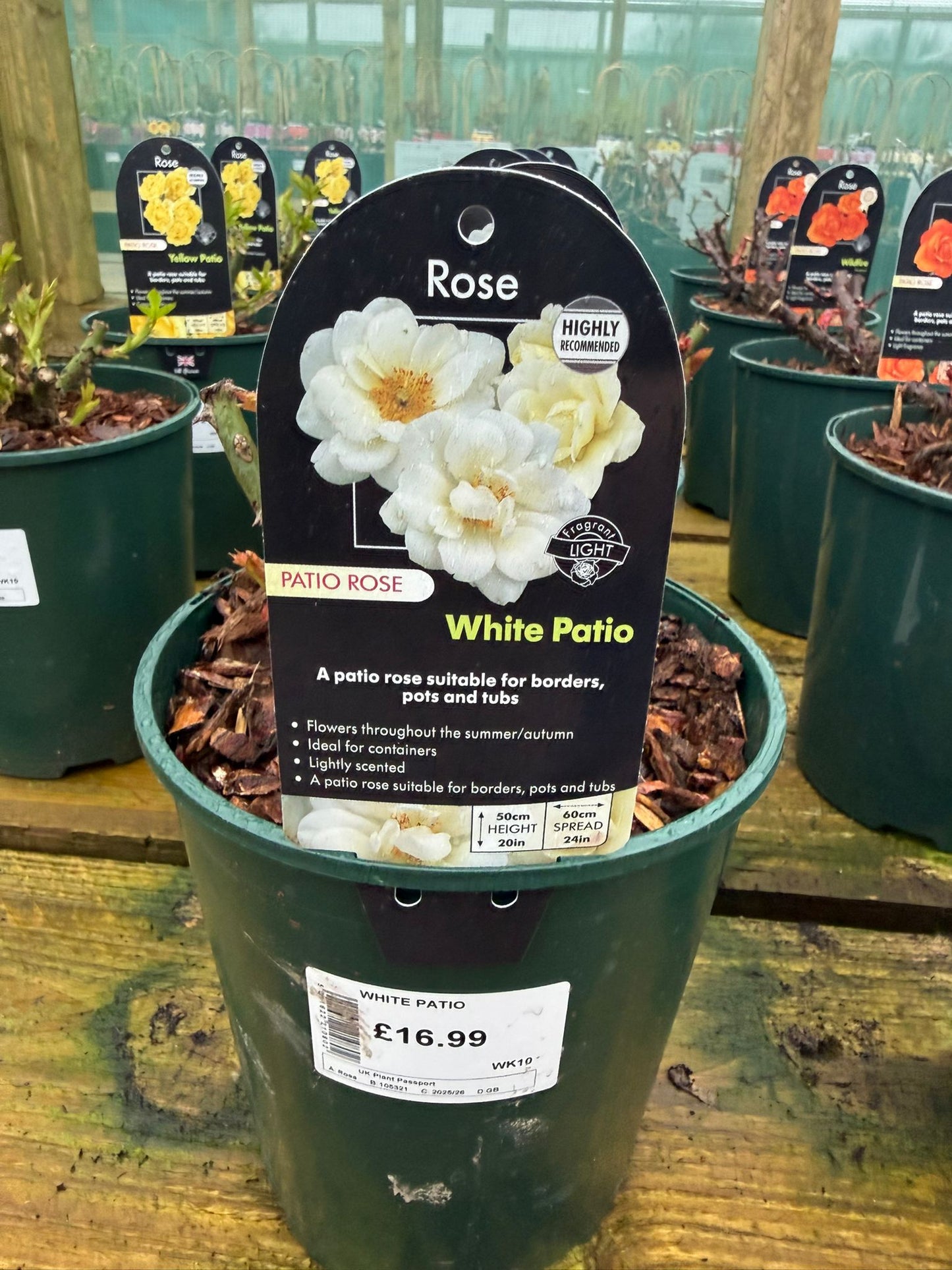 Patio Rose - White Patio