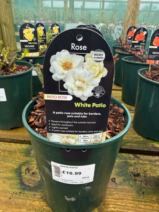 Patio Rose - White Patio