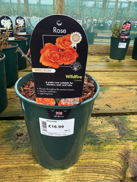 Patio Rose - Wildfire